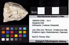 Foto (Objket + Etiketten) von Decapoda indet. 